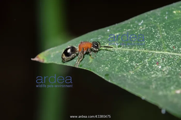 : Velvet Ant : Velvet Ant