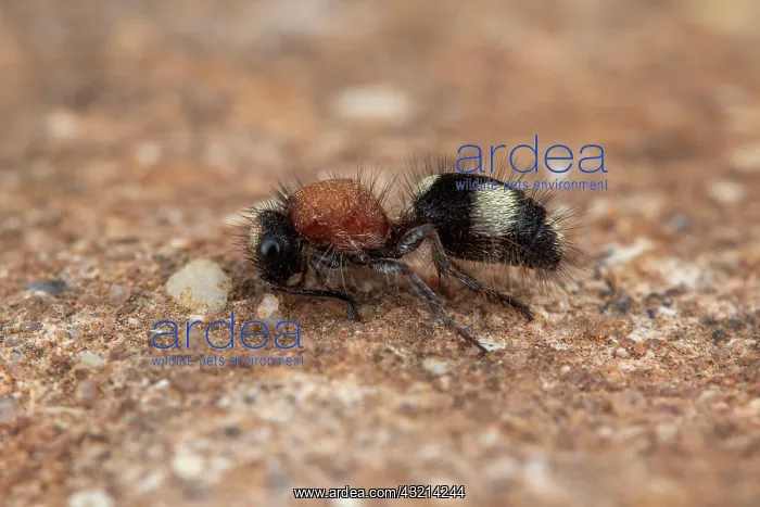 : Velvet ant (Dasylabris iberica), Soria, Spain : Velvet ant (Dasylabris iberica), Soria, Spain