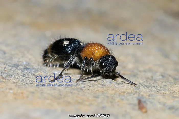 : Velvet Ant - female : Velvet Ant - female