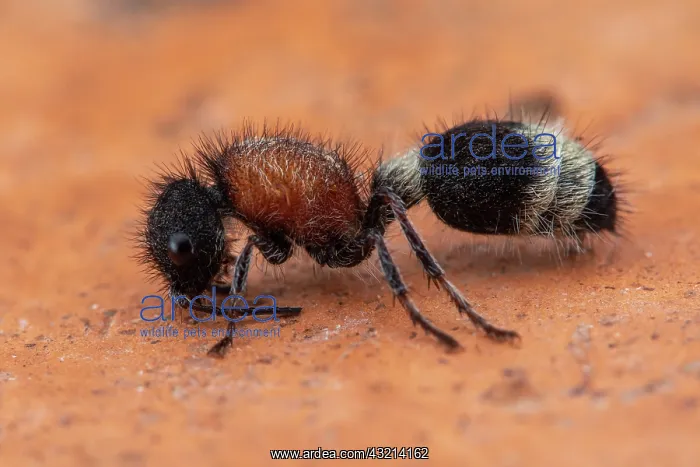 : Velvet Ant (Stenomutilla argentata)Soria, Spain) : Velvet Ant (Stenomutilla argentata)Soria, Spain)