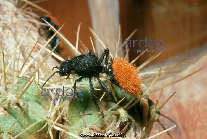 : Velvet Ant Wasp - Mojave Desert Region : Velvet Ant Wasp - Mojave Desert Region