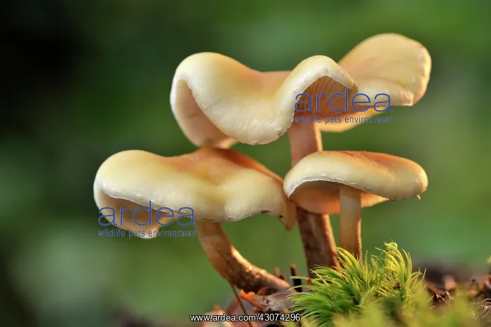 : Velvet foot : Velvet foot