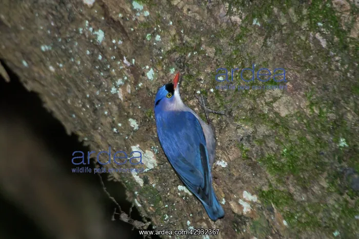 : Velvet-fronted Nuthatch - Male, on tree trunk : Velvet-fronted Nuthatch - Male, on tree trunk