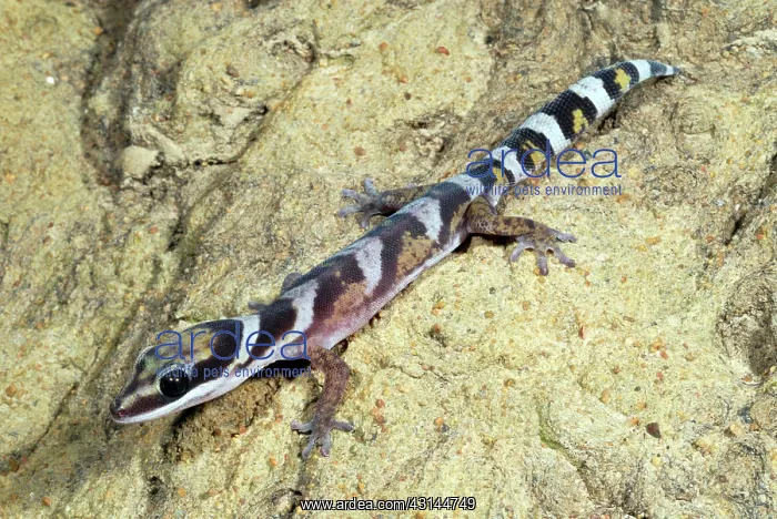: Velvet Gecko : Velvet Gecko