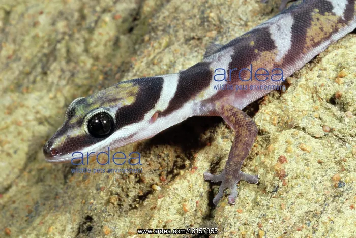 : Velvet Gecko : Velvet Gecko