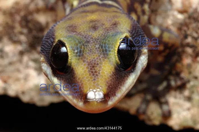 : Velvet Gecko (Oedura coggeri) : Velvet Gecko (Oedura coggeri)
