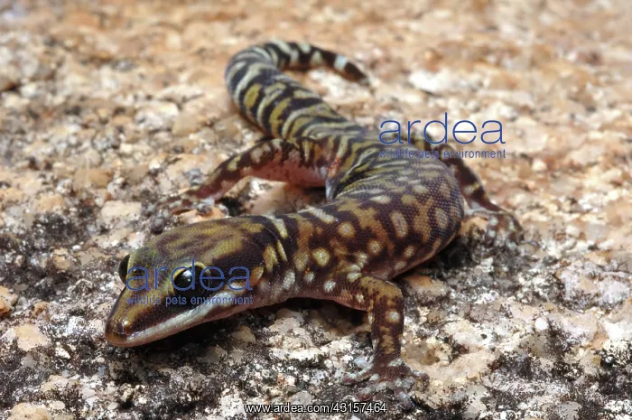 : Velvet Gecko (Oedura coggeri) : Velvet Gecko (Oedura coggeri)