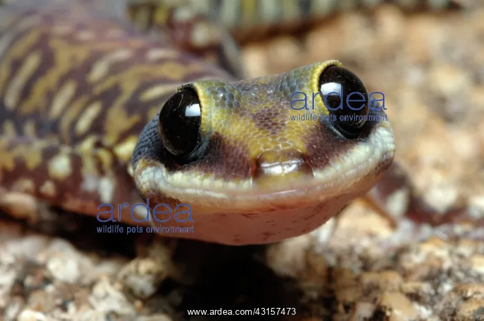 : Velvet Gecko (Oedura coggeri) : Velvet Gecko (Oedura coggeri)