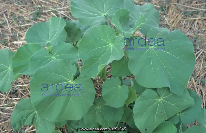 : Velvet Leaf : Velvet Leaf