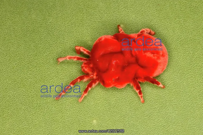  : Velvet Mite