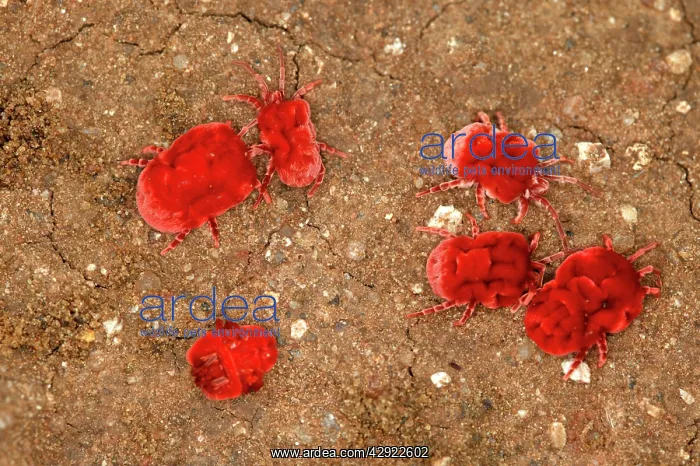 : Velvet Mite