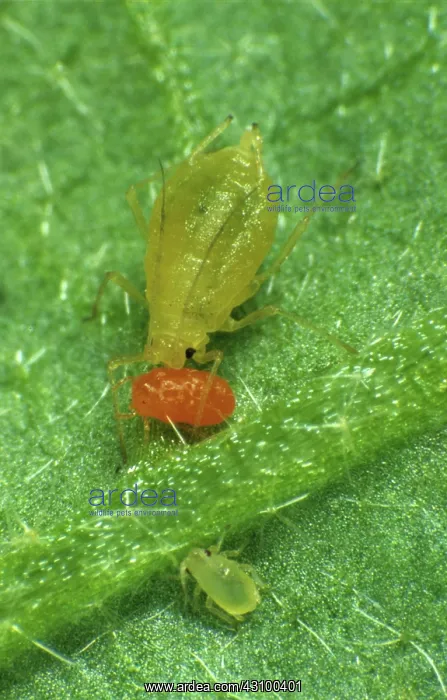 : Velvet mite (Allothrombidium fuliginosum) : Velvet mite (Allothrombidium fuliginosum)