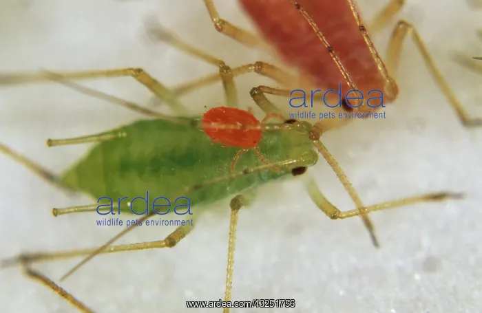 : Velvet mite attacks Spurge Aphid : Velvet mite attacks Spurge Aphid