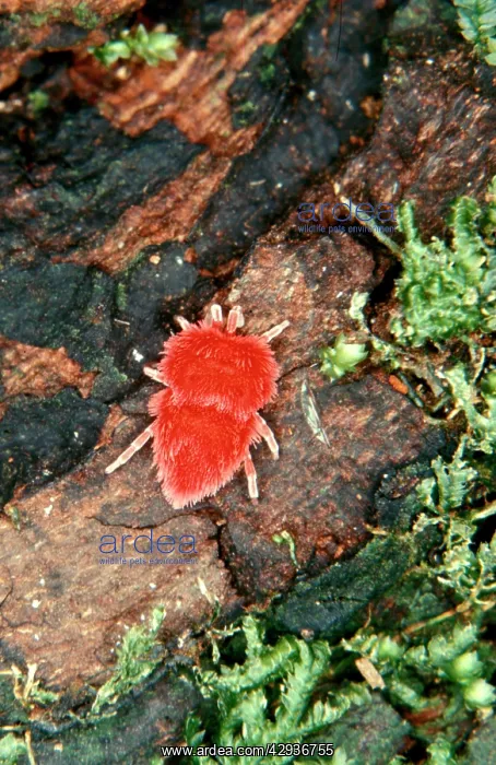 : A velvet mite (Fam: Trombidiidae) : A velvet mite (Fam: Trombidiidae)