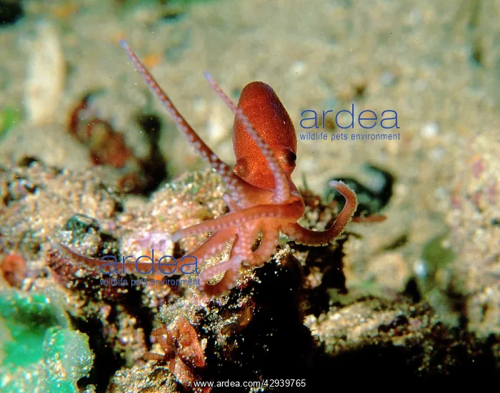 : Velvet octopus, baby : Velvet octopus, baby