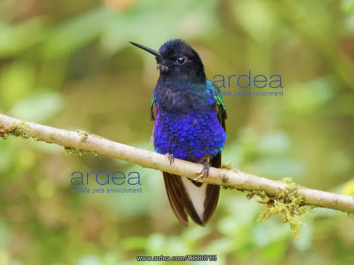 : Velvet Purple Coronet Boissonneaua jardini Ecuad : Velvet Purple Coronet Boissonneaua jardini Ecuad