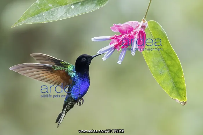 : Velvet-purple Coronet (Boissonneaua jardini) flying while feeding at a flower in Colombia : Velvet-purple Coronet (Boissonneaua jardini) flying while feeding at a flower in Colombia