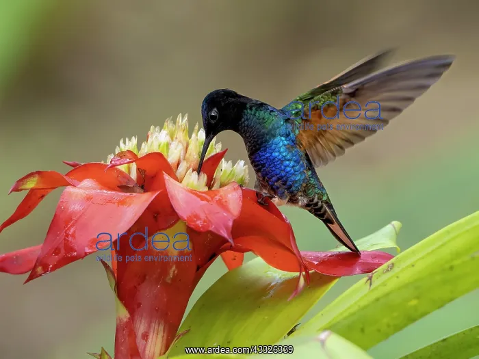 : Velvet-purple Coronet (Boissonneaua jardini), ma : Velvet-purple Coronet (Boissonneaua jardini), ma