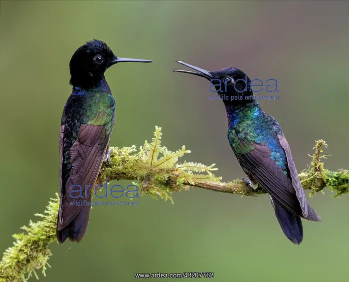 : Velvet-purple Coronet (Boissonneaua jardini), tw : Velvet-purple Coronet (Boissonneaua jardini), tw