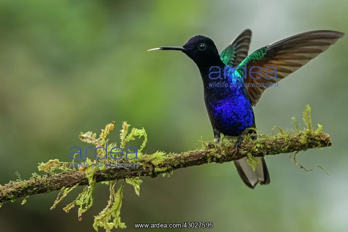 : Velvet-purple Coronet, hummingbird, Las Tangaras : Velvet-purple Coronet, hummingbird, Las Tangaras