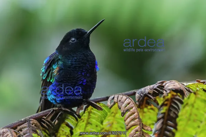  : Velvet-purple Coronet, hummingbird, Las Tangaras