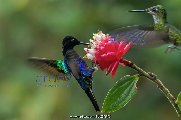 : Velvet-purple Coronet, hummingbird, Las Tangaras : Velvet-purple Coronet, hummingbird, Las Tangaras
