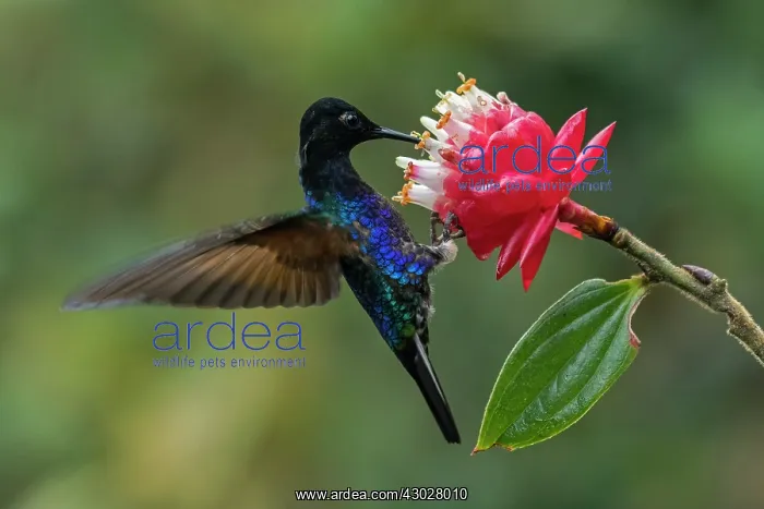 : Velvet-purple Coronet, hummingbird, Las Tangaras : Velvet-purple Coronet, hummingbird, Las Tangaras