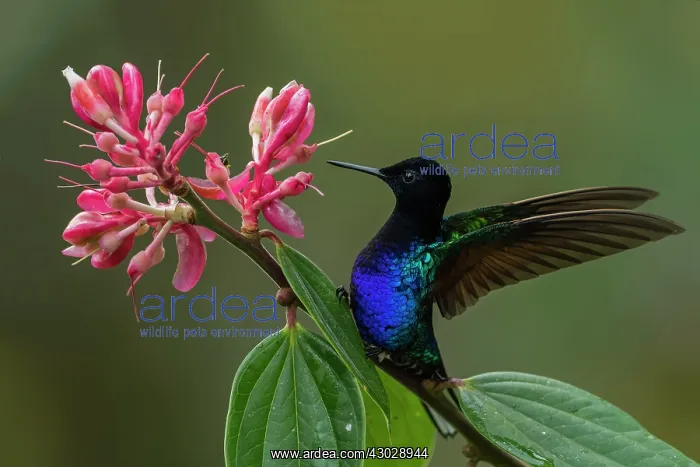 : Velvet-purple Coronet, hummingbird, Las Tangaras : Velvet-purple Coronet, hummingbird, Las Tangaras