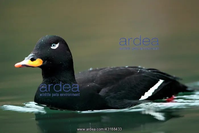 : Velvet Scoter (Melanitta fusca), male in migration : Velvet Scoter (Melanitta fusca), male in migration