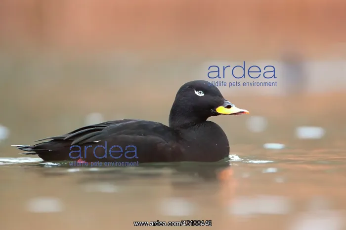 : Velvet Scoter (Melanitta fusca), male in migration : Velvet Scoter (Melanitta fusca), male in migration