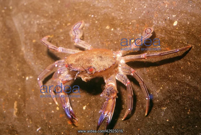 : Velvet / swimming CRAB : Velvet / swimming CRAB