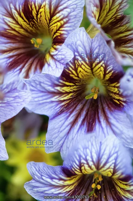 : Velvet trumpet flower : Velvet trumpet flower