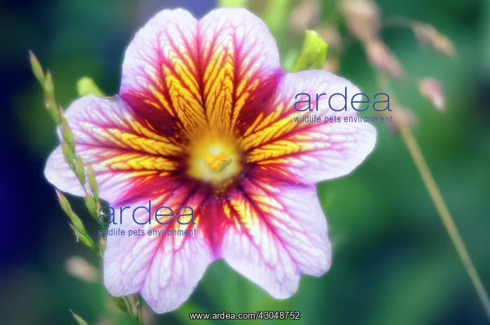 : Velvettrumpetflower : Velvettrumpetflower