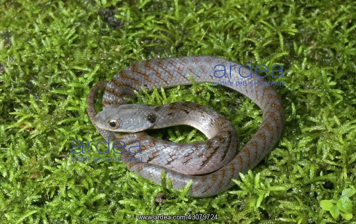 : Velvety swamp snake : Velvety swamp snake