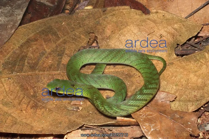 : Velvety Swamp Snake : Velvety Swamp Snake