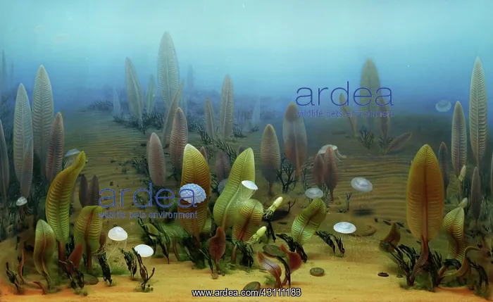 : Vendian marine life : Vendian marine life