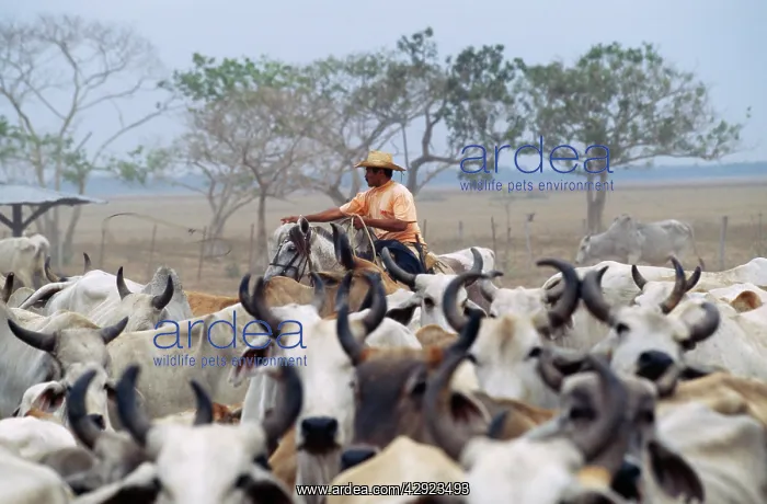 : Venezuela - cattle round up : Venezuela - cattle round up