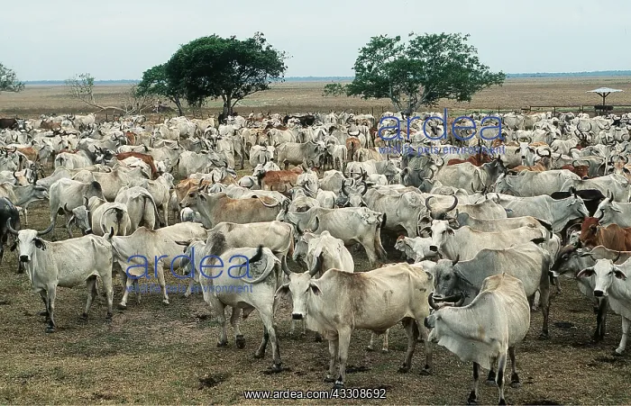 : VENEZUELA - cattle roundup : VENEZUELA - cattle roundup