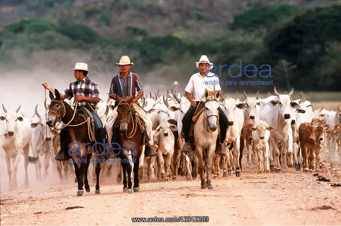 : Venezuela - Cow farming : Venezuela - Cow farming
