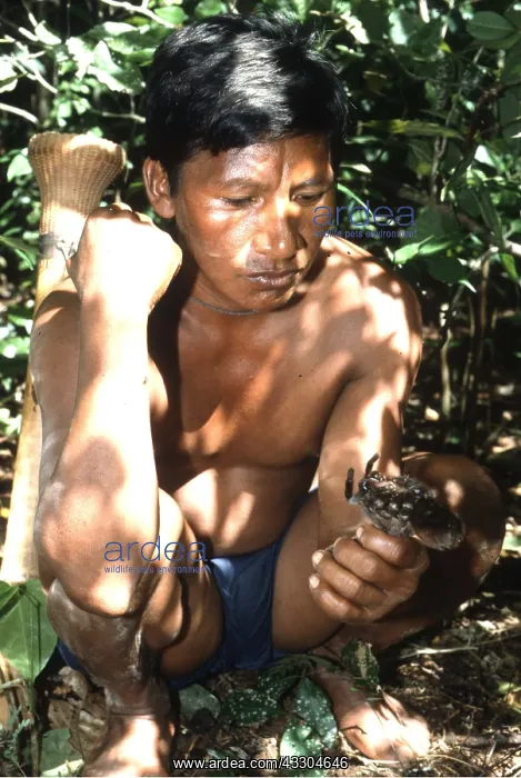  : VENEZUELA INDIAN - Piaroa hunter catching TARANTULA