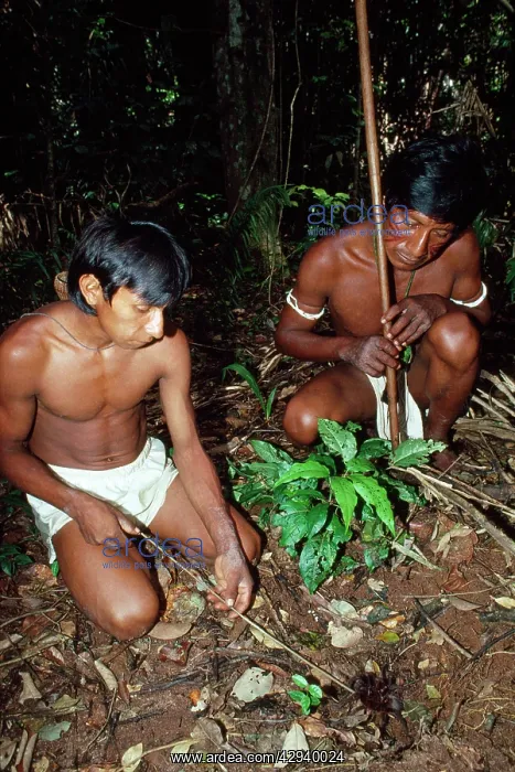 : Venezuela - indigenous people, piaroa hunter catching : Venezuela - indigenous people, piaroa hunter catching