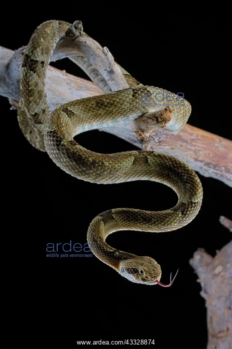 : Venezuela Lancehead (Bothrops venezuelensis) on : Venezuela Lancehead (Bothrops venezuelensis) on
