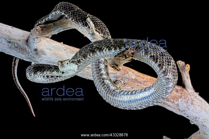 : Venezuela Lancehead (Bothrops venezuelensis) on : Venezuela Lancehead (Bothrops venezuelensis) on