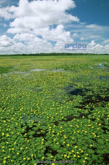  : Venezuela - Llanos, flooded savana in December