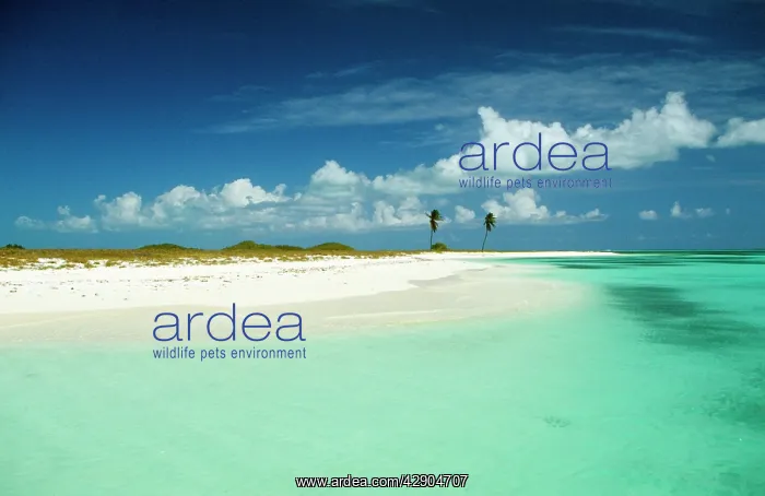 : VENEZUELA - Los Roques, Dos Mosquises Reefs : VENEZUELA - Los Roques, Dos Mosquises Reefs