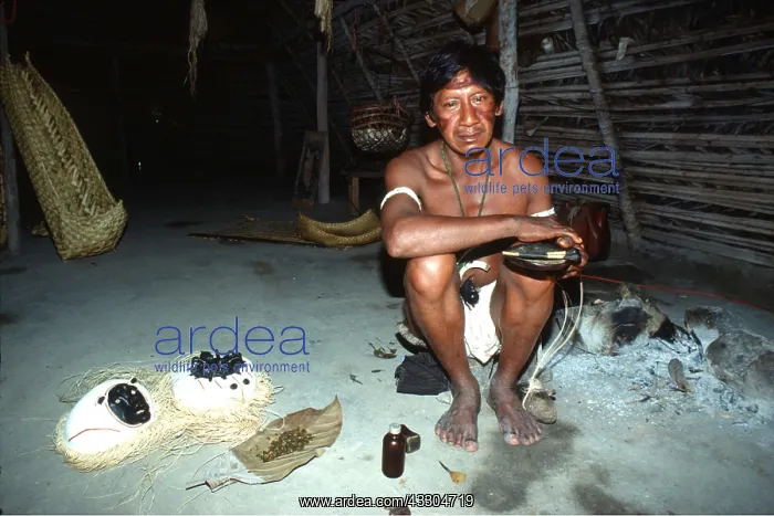 : VENEZUELA - PIAROA MEDICINE MAN, Piaroa Shamen taking : VENEZUELA - PIAROA MEDICINE MAN, Piaroa Shamen taking