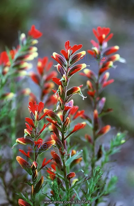 : VENEZUELA PLANTS - red and yellow : VENEZUELA PLANTS - red and yellow