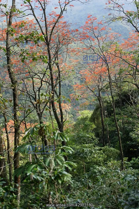 : Venezuela - San Isidro Tropical Forest with Bucare : Venezuela - San Isidro Tropical Forest with Bucare