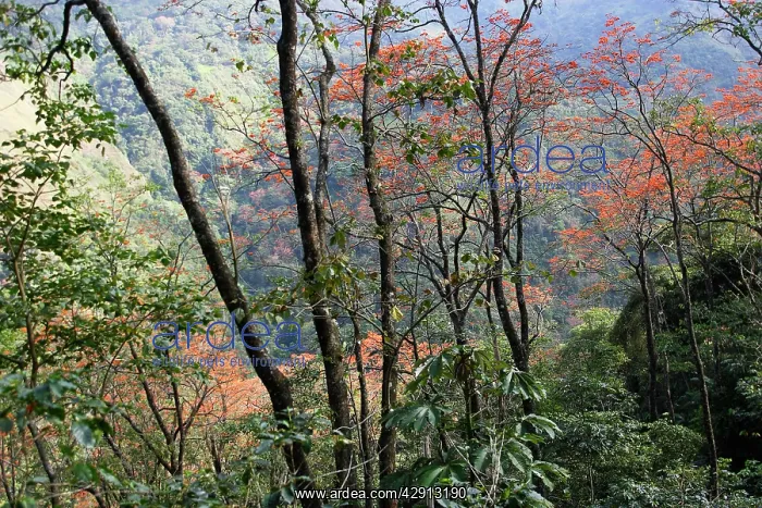 : Venezuela - San Isidro Tropical Forest with Bucare : Venezuela - San Isidro Tropical Forest with Bucare