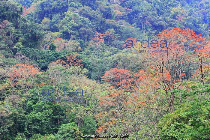 : Venezuela - San Isidro Tropical Forest with Bucare : Venezuela - San Isidro Tropical Forest with Bucare
